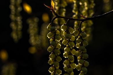 Jürgen Fesser: Himalaja-Perlschweif im Abendlicht